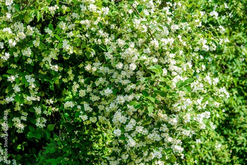 Jasmine blossom branch in the garden in spring 