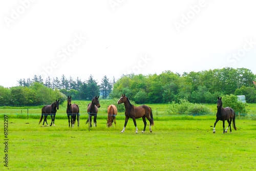 デンマークの大草原の馬たち