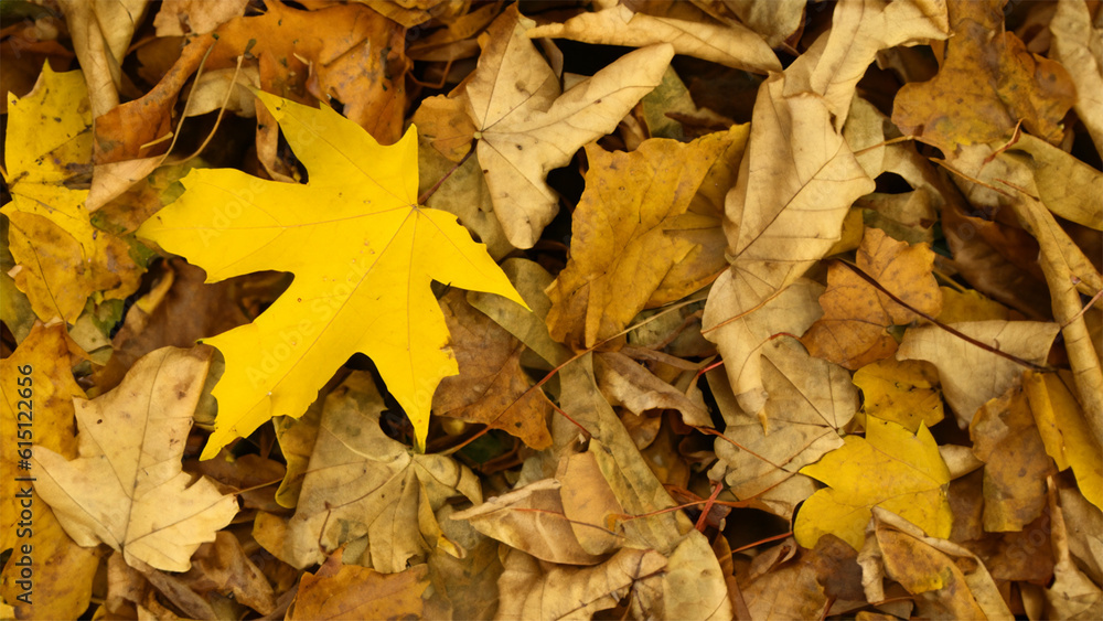 Leaves Leaves