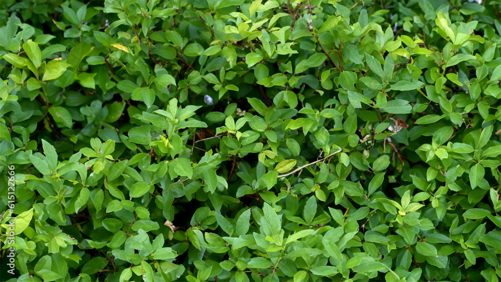 Green leaves Green leaves