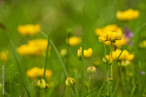 Small wild yellow flowers