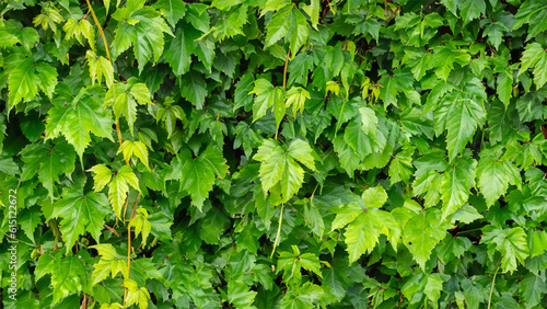 Obraz w ramie Green leaves