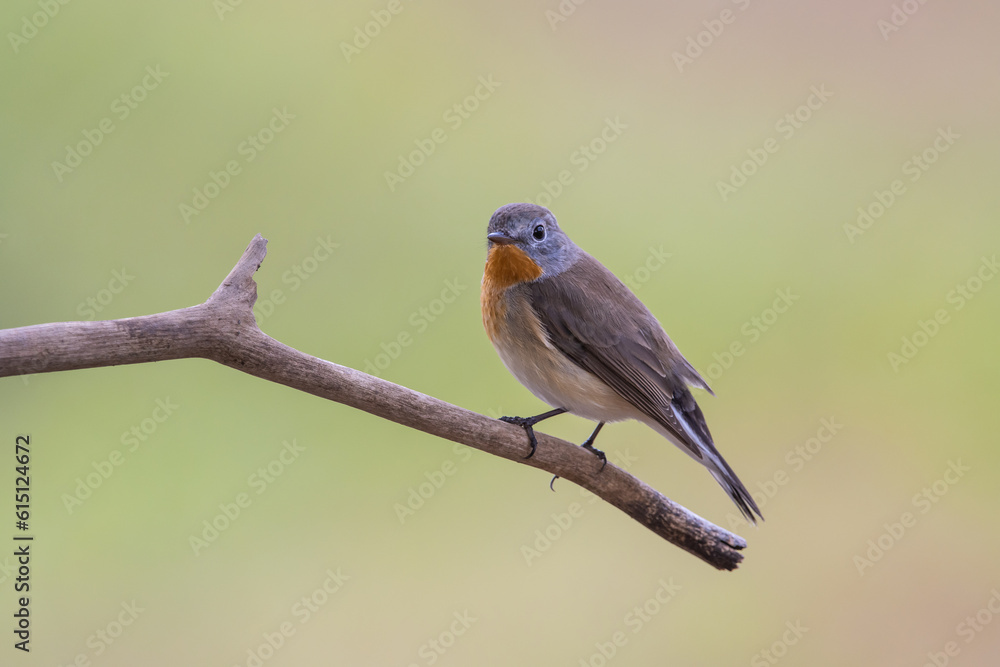 Red-breasted Flycatcher on the branch tree animalportrait. Red-breasted Flycatcher on the branch tree animalportrait.