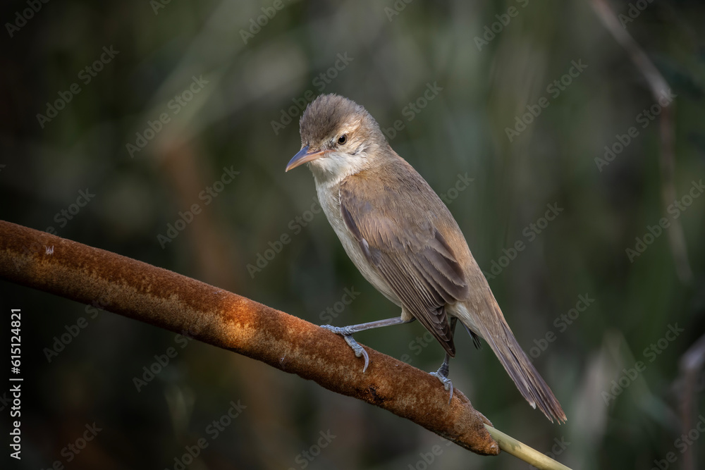 Oriental Reed Warbler Standing on a tree stump with a black background.