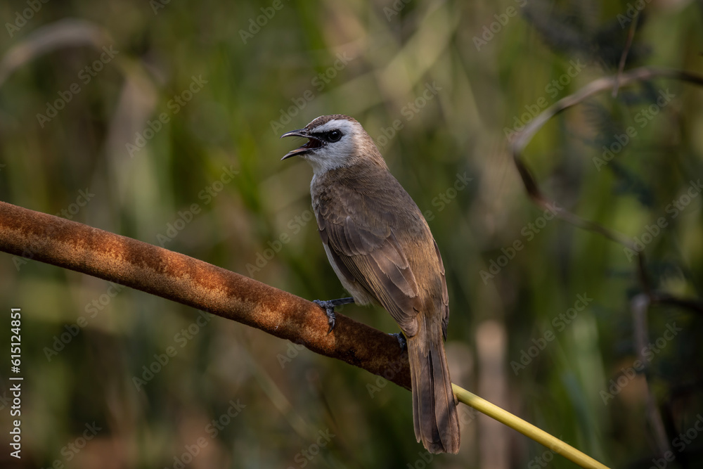 Yellow-vented Bulbul on the branch tree. Yellow-vented Bulbul on the branch tree.
