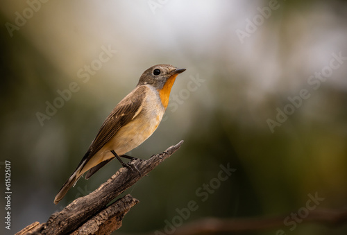 Red-breasted Flycatcher on the branch tree. © photonewman