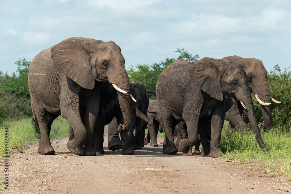 Éléphant d'Afrique, Loxodonta africana, Parc national Kruger, Afrique du Sud