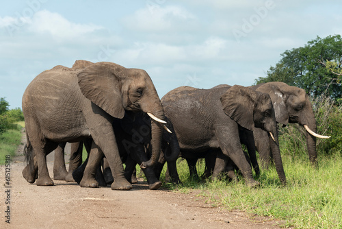 Éléphant d'Afrique, Loxodonta africana, Parc national Kruger, Afrique du Sud © JAG IMAGES