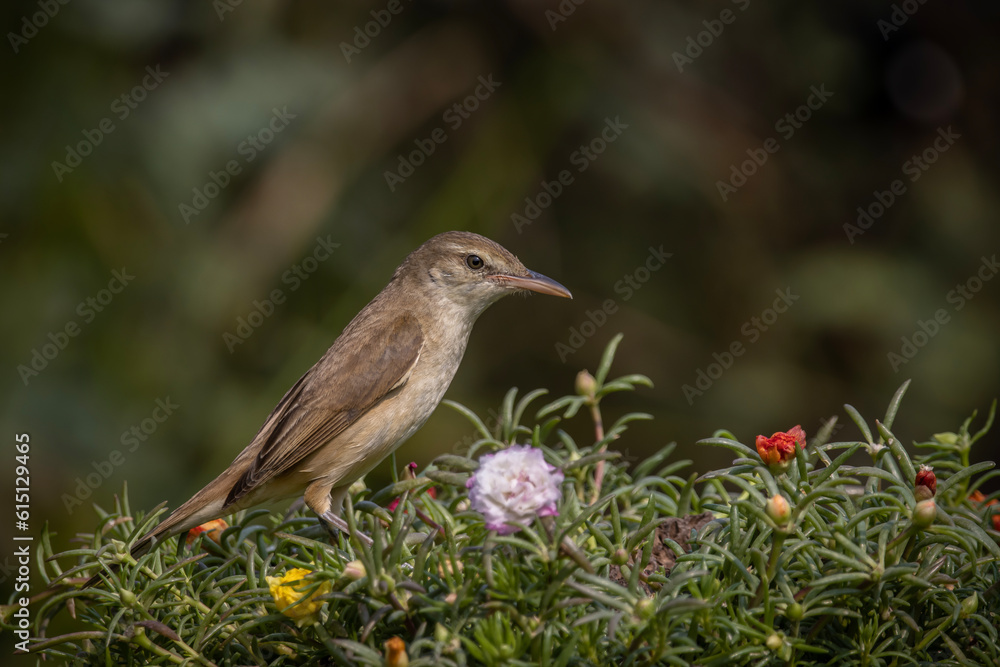 Oriental Reed Warbler Standing on a tree stump with a black background. Oriental Reed Warbler Standing on a tree stump with a black background.