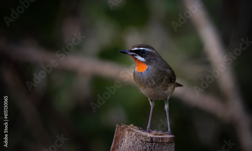 Siberian Rubythroat, Red-necked Nightingale on a branch ( Animal portrait )