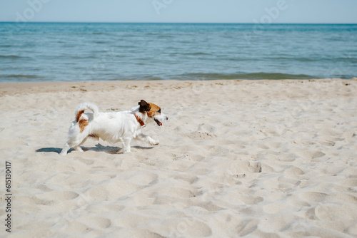 Little funny dog running along the beach at sea on a sunny day, copy space