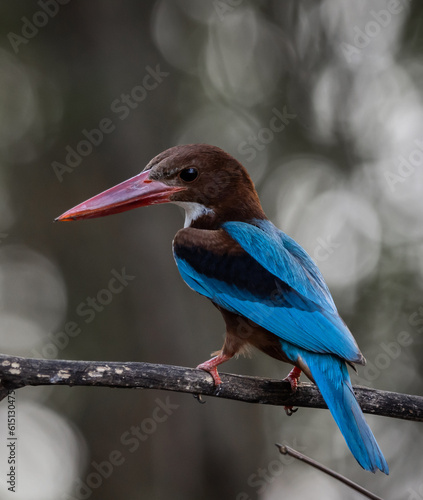 White-throated Kingfisher on the branch tree animal portrait.