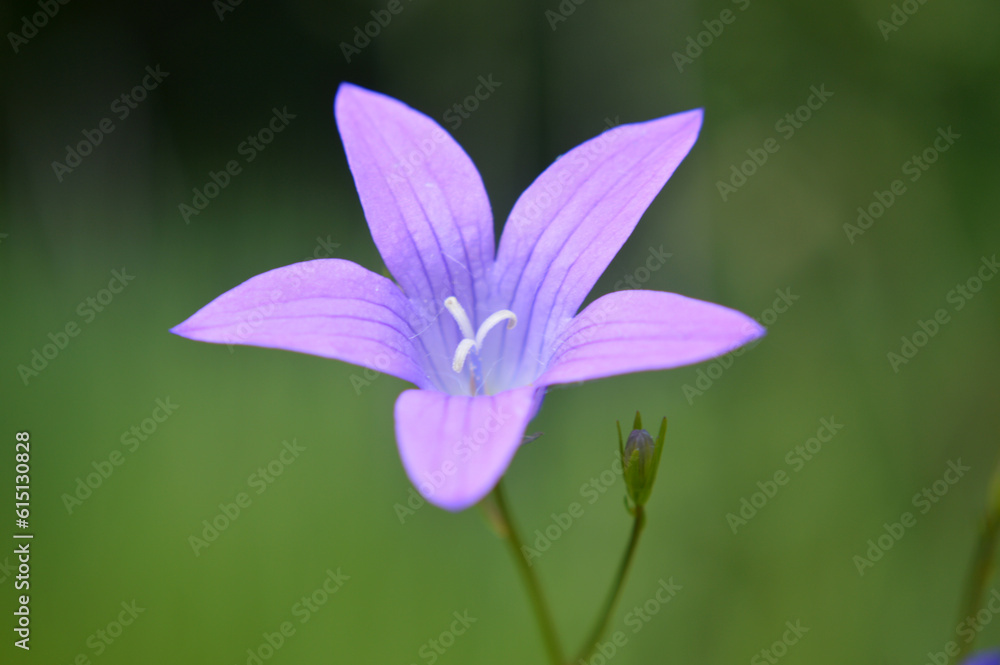 Closeup of a bluebell flower Closeup of a bluebell flower