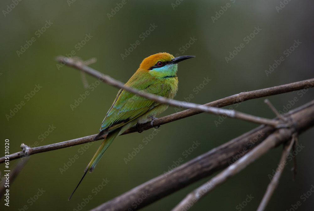 Asian Green Bee-eater on the branch animal portrait. Asian Green Bee-eater on the branch animal portrait.