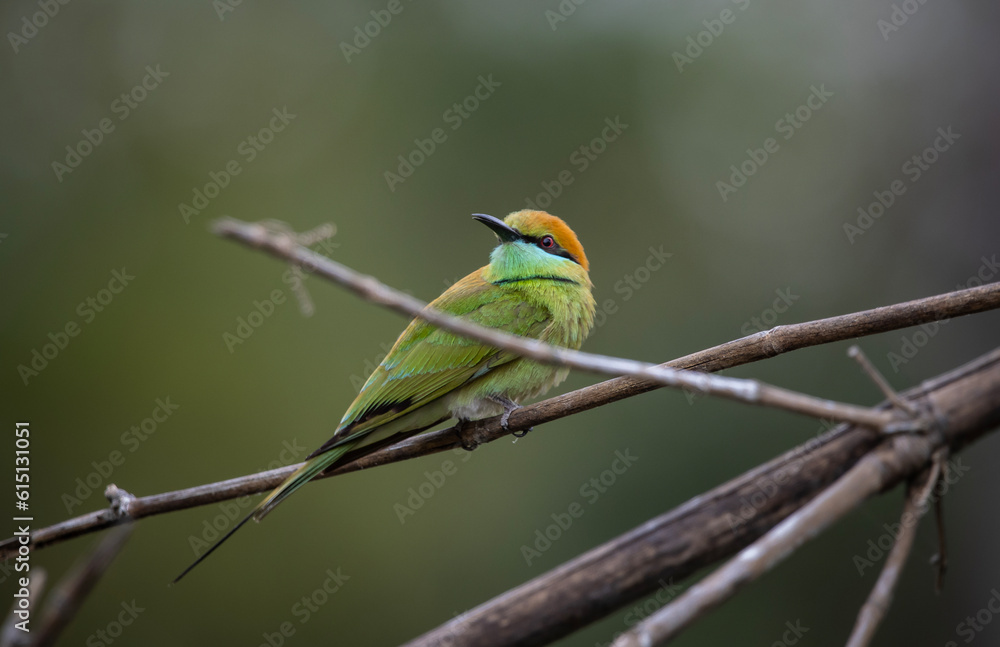 Obraz premium Asian Green Bee-eater on the branch animal portrait.