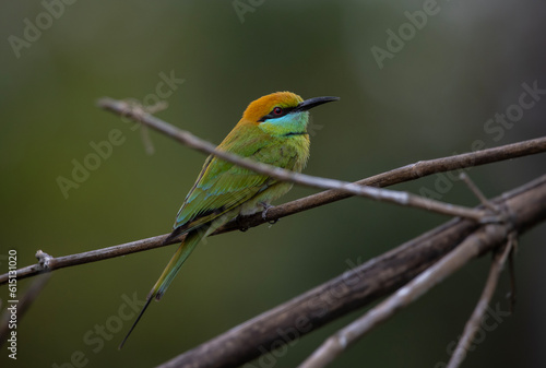 Asian Green Bee-eater on the branch animal portrait.