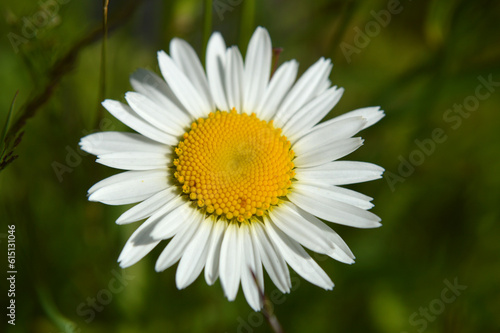 Closeup of a chamomile flower