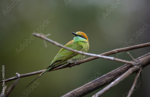 Asian Green Bee-eater on the branch animal portrait.