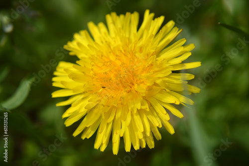 Closeup of a yellow dandelion