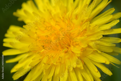 Closeup of a yellow dandelion