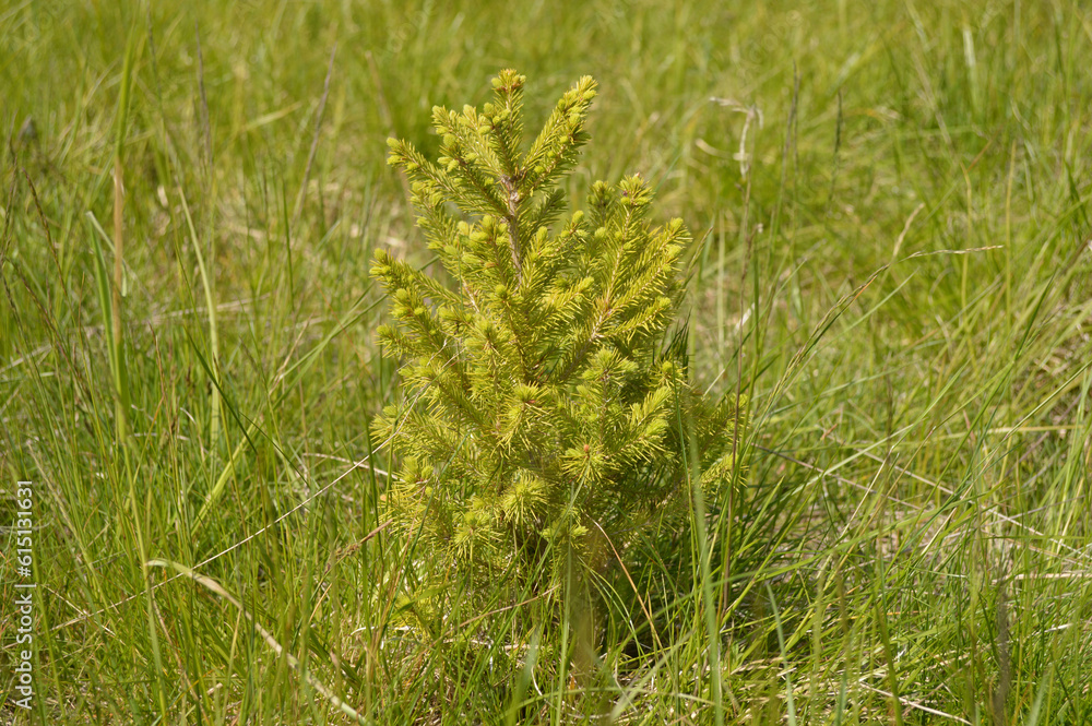 A small spruce tree in the field