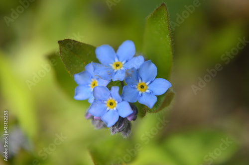 Closeup of small forget-me-not flowers