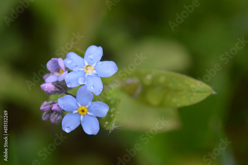 Closeup of small forget-me-not flowers