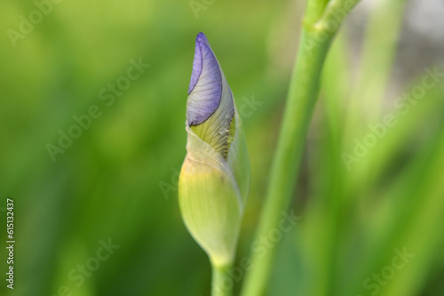 Closeup of an iris flower bud