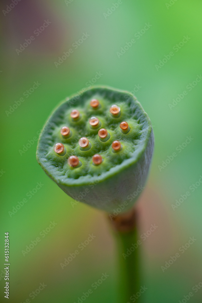 蓮の花托 蓮の花托