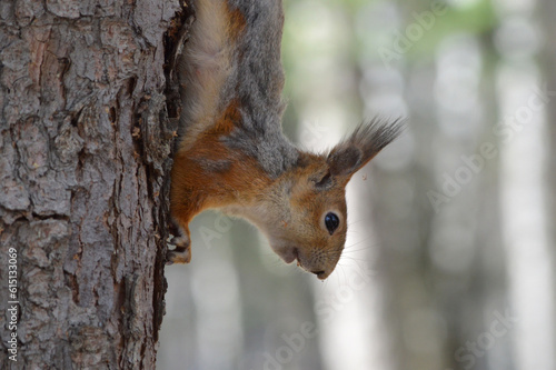 A cute squirrel on the tree