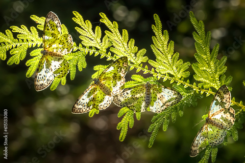 This species of moth in Thailand is found in mixed forests.