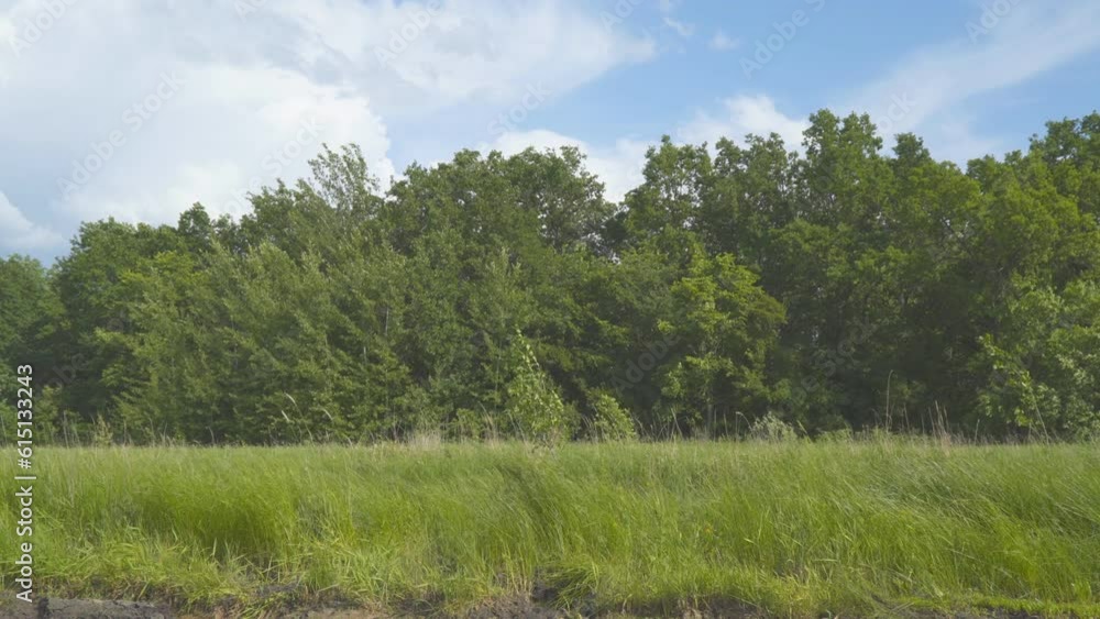 Forest in front of a meadow in windy weather. The wind swings the branches of the trees Forest in front of a meadow in windy weather. The wind swings the branches of the trees