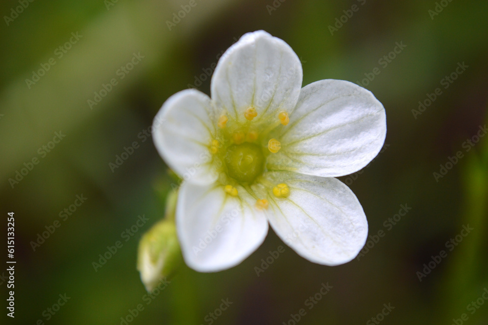 Closeup of a small white saxifrage flower