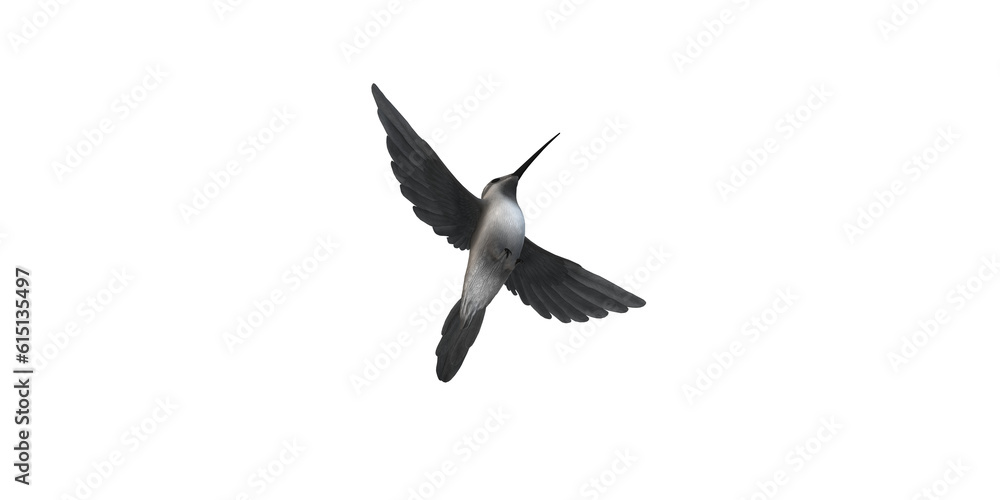 Obraz premium Humming Bird isolated on a Transparent Background