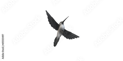 Humming Bird isolated on a Transparent Background