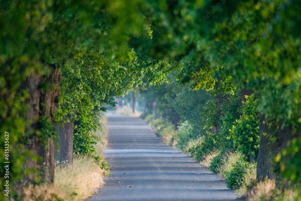 An Alley of trees in the morning