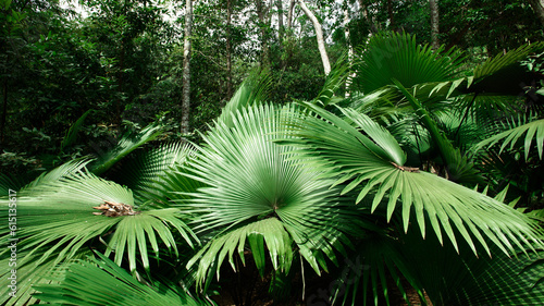 White Elephant Palm, White Backed Palm (Kerriodoxa elegans) : endemic palm found in southern Thailand.