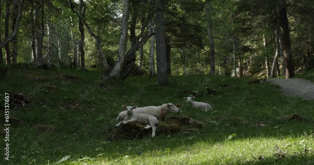 Summer time in Norway. Cute sheep graze on green lawns in a beautiful forest. Summer time in Norway. Cute sheep graze on green lawns in a beautiful forest.