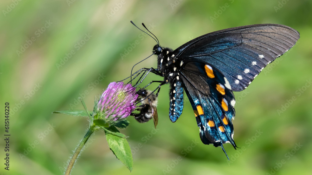 Fototapeta premium Eastern Tiger Swallowtail Butterfly Sipping Nectar from the Accommodating Flower
