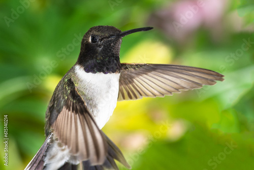 Black-Chinned Hummingbird Searching for Nectar in the Green Garden photo