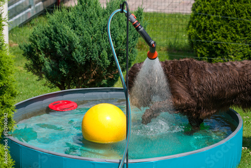 a brown dog, a pudelpointer, is playing in the water in a dog pool on a hot summer day photo