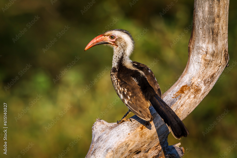 Obraz premium Southern Red billed Hornbill standing on branch rear view in Kruger National park, South Africa ; Specie Tockus rufirostris family of Bucerotidae