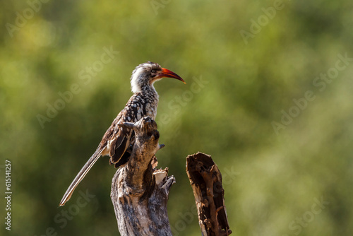 Southern Red billed Hornbill standing on a log in Kruger National park, South Africa ; Specie Tockus rufirostris family of Bucerotidae photo