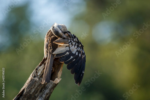 Southern Red billed Hornbill grooming an preening in Kruger National park, South Africa ; Specie Tockus rufirostris family of Bucerotidae photo