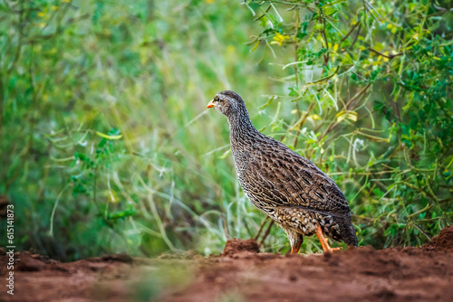 Natal francolin in Kruger National park, South Africa   Specie Pternistis natalensis family of Phasianidae © PACO COMO