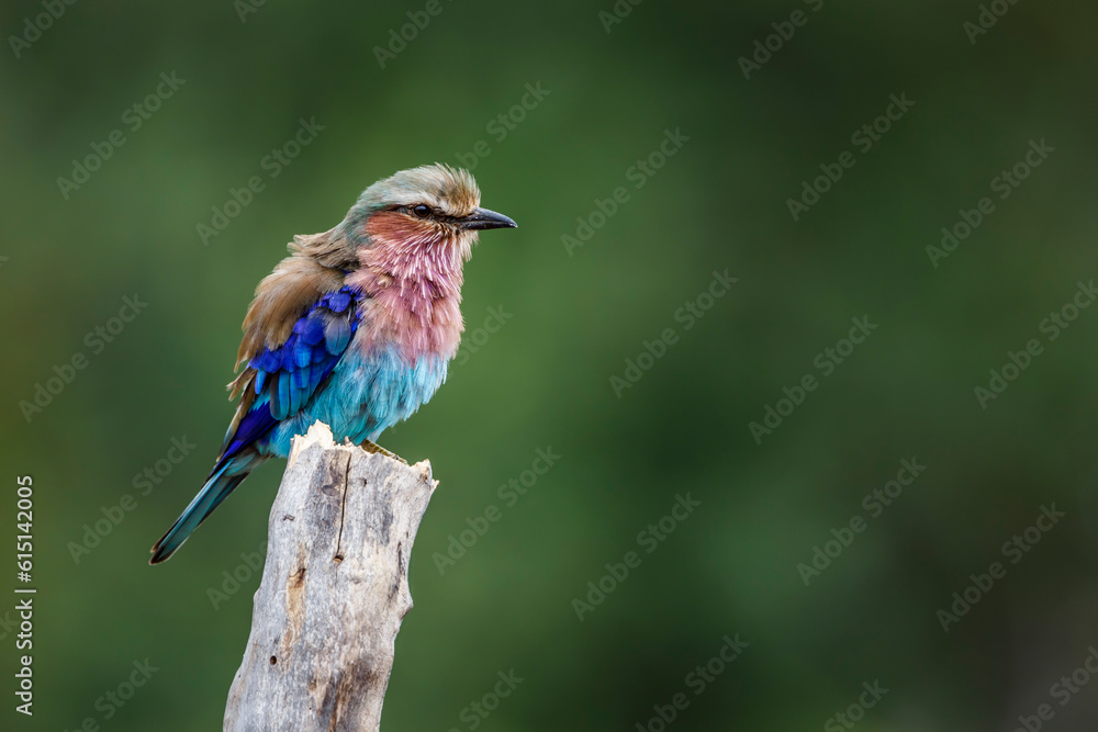 Lilac breasted roller standing on a trunk isolated in natural background in Kruger National park, South Africa ; Specie Coracias caudatus family of Coraciidae Lilac breasted roller standing on a trunk isolated in natural background in Kruger National park, South Africa ; Specie Coracias caudatus family of Coraciidae