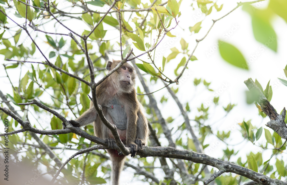 macaque : an adult macaque while sitting in a forest in Thailand.. macaque : an adult macaque while sitting in a forest in Thailand..