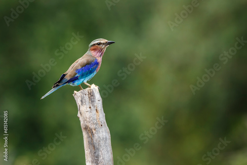 Lilac breasted roller standing on a trunk isolated in natural background in Kruger National park, South Africa   Specie Coracias caudatus family of Coraciidae © PACO COMO