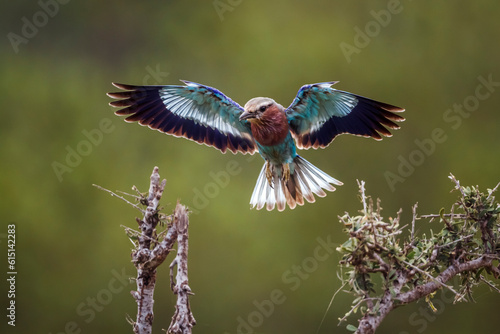 Lilac breasted roller in flight open wings in Kruger National park, South Africa ; Specie Coracias caudatus family of Coraciidae