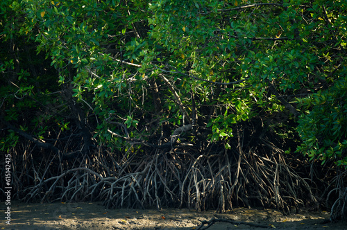 Fototapeta Naklejka Na Ścianę i Meble -  mangrove forest ecosystem. in nature of Thailand